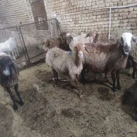 میش|حیوانات مزرعه|مشهد, تبادکان|دیوار