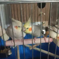 یک گفت عروس هلندی مولد