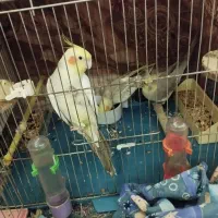 عروس هلندی نروماده