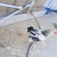 خروس