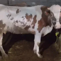 گاو گوساله سمینتال