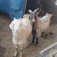 دو راس بزغاله