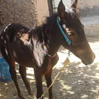 یک عدد کره اسب مادیون