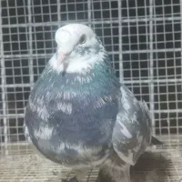 شازده هما ارتشی زیبا پرشی