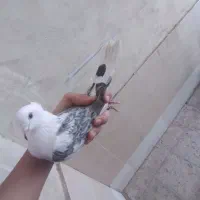 پرنده