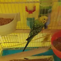 جوجه مرغ عشق۶ماهه سخنگو