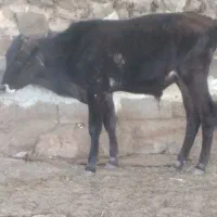۷ راس گوساله نر دورگ محلی