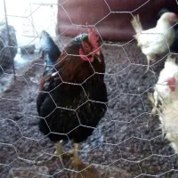 تعدادی مرغ ویک خروس