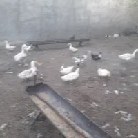 اردک نرچاق رسمی ارگانیک
