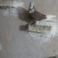 کفتر|پرنده|بروجرد, |دیوار