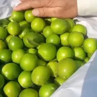 بار لیمو تازه