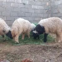 دامداری گوسفند سالم