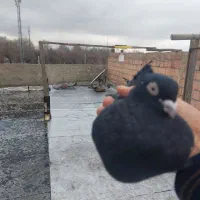 سه عدد کبوتر ماده|پرنده|ارومیه, |دیوار