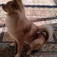 سگ پامر|سگ|اصفهان, شهرک کاوه|دیوار