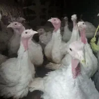 بوقلمون  لطفا۰۹۹۰درصورت۵۶۳تماس۷۸منتظر۵۰|حیوانات مزرعه|بیرجند, |دیوار