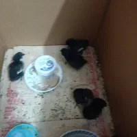 تعداد 12عدد جوجه گلین لگهورن چهل تاج و کاکلی ریشو