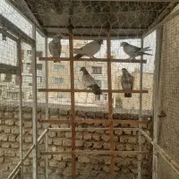 کبوتر تهرانی و پلاکی