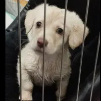 واگذاری سگ پاکوتاه شیتزو کراس نر