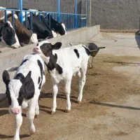 گوساله وگاو|حیوانات مزرعه|باشتین, |دیوار