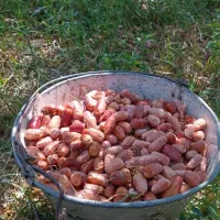 سنجد تازه