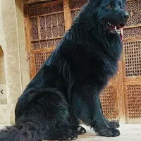 ژرمن شپرد  دورنگ مو بلند فوق کیفیت در ایران