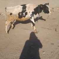 گوساله هلشتاین