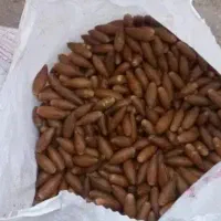 بلوط تناژ موجوده