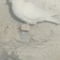 سفیدکلایی چشم سیاه