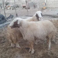 ورن کری سنجابی ب شرط|حیوانات مزرعه|گهواره, |دیوار