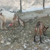 بز و بزغاله صلاصه عربی|حیوانات مزرعه|ایذه, |دیوار