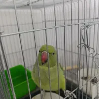 طوطی ملنگو سخنگو