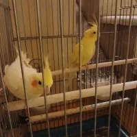 عروس هلندی مولد