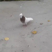 طوقی سرخ نر