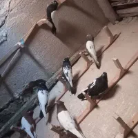 کبوتر|پرنده|آبکوه, |دیوار