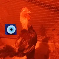تخم مرغ لاری،دورگه، محلی