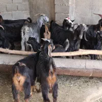 بز داشتی و کشتی