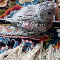 ایزابلای۲۰روزه به بهترین کیفیت|پرنده|شوشتر, |دیوار