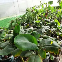 فروش گل و گیاه زینتی|گل و گیاه طبیعی|قدس, شهرقدس|دیوار