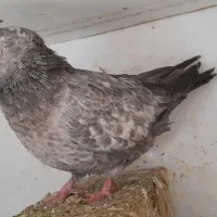 کبوتر ارزان