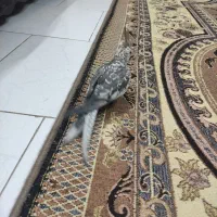 عروس هلندی ایزا بلا|پرنده|تهران, بهمن یار|دیوار