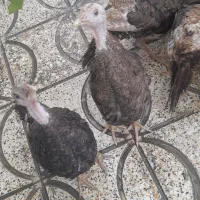 بقلمو|حیوانات مزرعه|محمدشهر, شهرک پیام (مهرالبرز)|دیوار