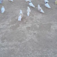 کبوتر کفتر|پرنده|سجاس رود, |دیوار