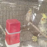 عروس هلندی|پرنده|زارچ, |دیوار