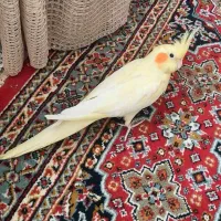 جفت عروس هلندی با ۵تا تخم