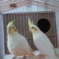 عروس هلندی یک جفت