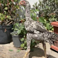 جوجه اصیل کوکو لاری