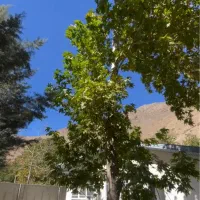 جاده چالوس بحر رودخانه|فروش زمین و ملک کلنگی|آسارا, |دیوار