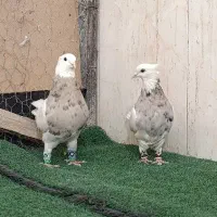 طوقی اجری 1یک