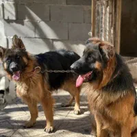 سگ ژرمن|سگ|بندرعباس, |دیوار