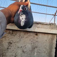 سی عددجوجه پلنگ فروشی